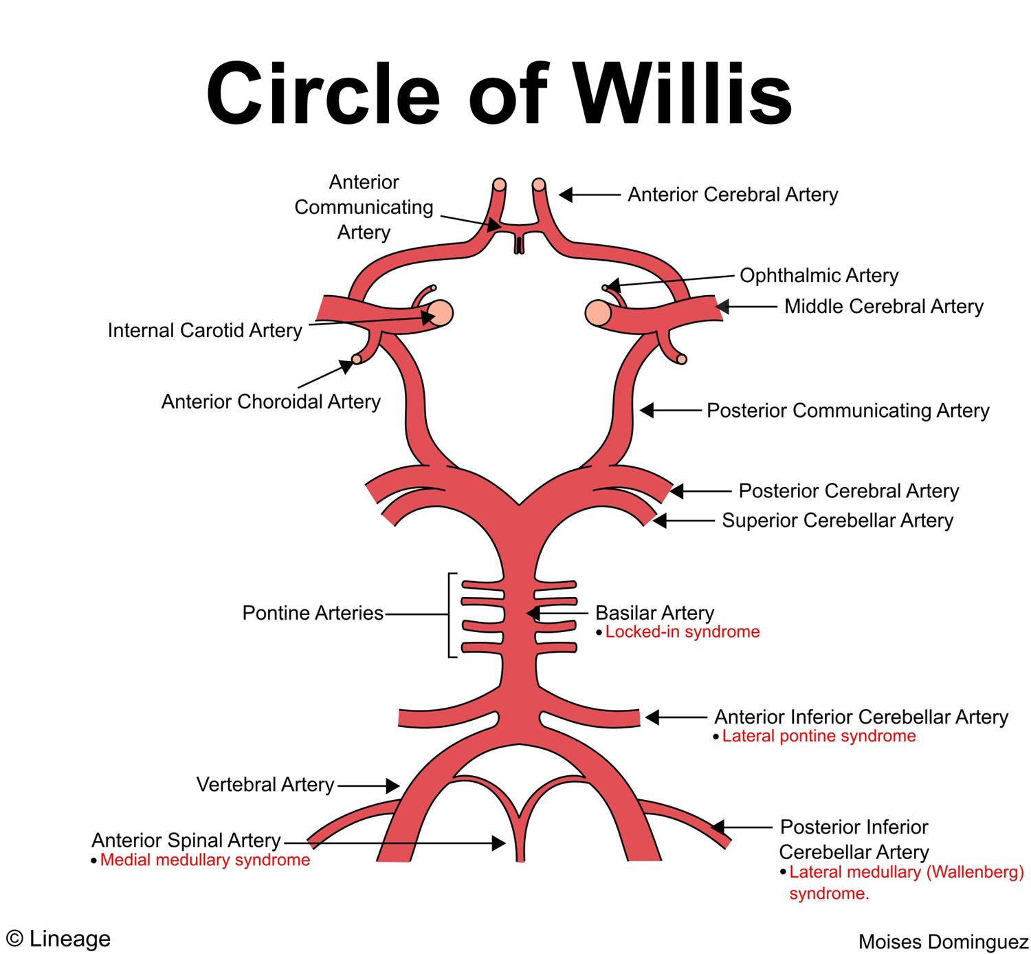 Anatomy Of The Circle Of Willis Index Of anatomy MRA COW Anatomy Of The Circle Of Willis Index Of anatomy MRA COW